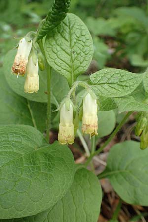Symphytum tuberosum subsp. tuberosum \ Knotiger Beinwell / Tuberous Comfrey, A Kärnten/Carinthia, St. Paul im Lavanttal 16.5.2016