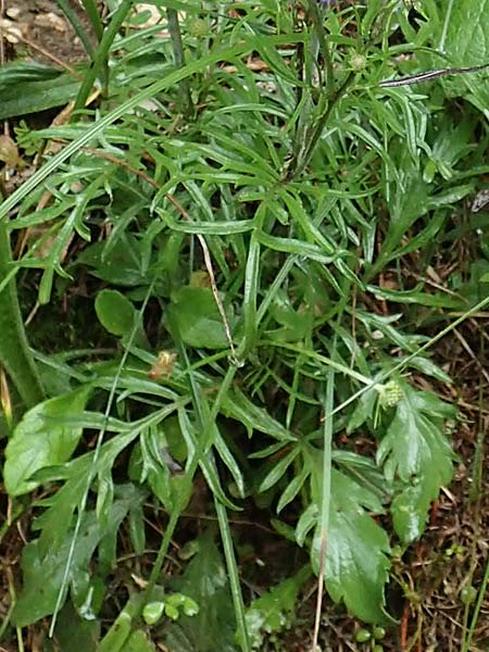 Scabiosa lucida subsp. lucida \ Glnzende Skabiose / Shining Scabious, A Schwarzau im Gebirge 29.6.2020