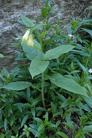 Symphytum tuberosum subsp. angustifolium \ Schmalbl&auml;ttriger Beinwell / Narrow-Leaved Comfrey, A Seetaler Alpen, Zirbitzkogel 28.6.2021