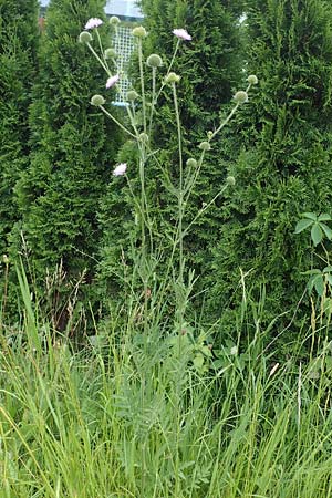 Knautia arvensis \ Acker-Witwenblume / Field Scabious, A Pölstal-Oberzeiring 30.6.2021