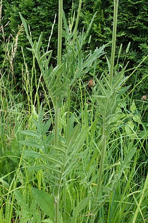 Knautia arvensis \ Acker-Witwenblume / Field Scabious, A Pölstal-Oberzeiring 30.6.2021