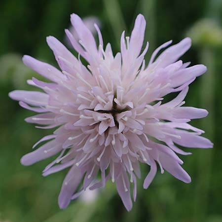 Knautia arvensis \ Acker-Witwenblume / Field Scabious, A Pölstal-Oberzeiring 30.6.2021