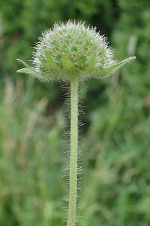 Knautia arvensis \ Acker-Witwenblume / Field Scabious, A Pölstal-Oberzeiring 30.6.2021