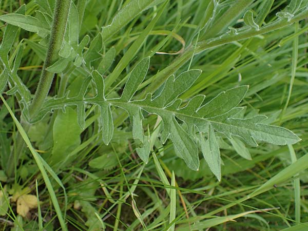 Knautia arvensis \ Acker-Witwenblume / Field Scabious, A Pölstal-Oberzeiring 30.6.2021