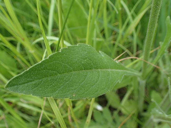 Knautia arvensis \ Acker-Witwenblume / Field Scabious, A Pölstal-Oberzeiring 30.6.2021