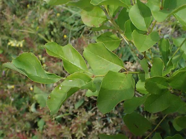 Fraxinus ornus \ Blumen-Esche, Manna-Esche / Manna Ash, A Breitenbrunn 12.7.2023