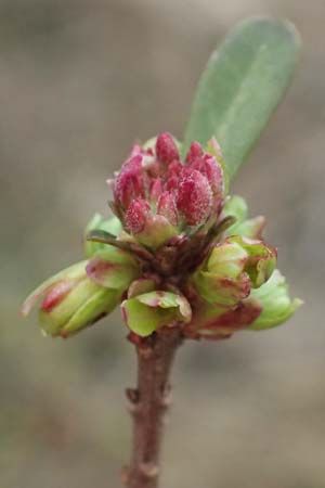 Daphne cneorum \ Rosmarin-Seidelbast, Flaumiger Seidelbast / Garland Flower, A Siegendorf 7.3.2024