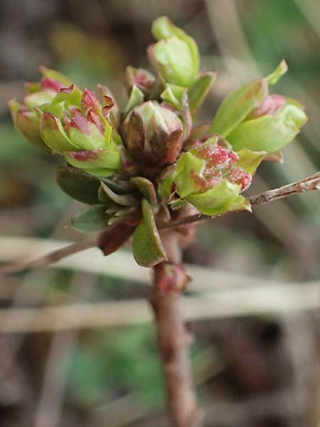 Daphne cneorum \ Rosmarin-Seidelbast, Flaumiger Seidelbast / Garland Flower, A Siegendorf 7.3.2024