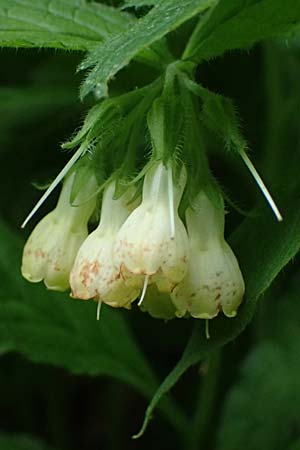 Symphytum tuberosum subsp. angustifolium \ Schmalbl&auml;ttriger Beinwell / Narrow-Leaved Comfrey, A Fronleiten 13.5.2025