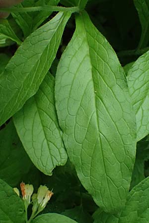 Symphytum tuberosum subsp. angustifolium \ Schmalbl&auml;ttriger Beinwell / Narrow-Leaved Comfrey, A Fronleiten 13.5.2025