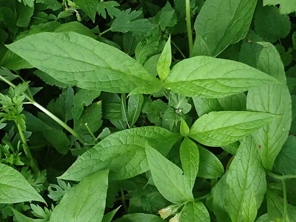 Symphytum tuberosum subsp. angustifolium \ Schmalbl&auml;ttriger Beinwell / Narrow-Leaved Comfrey, A Fronleiten 13.5.2025