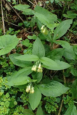 Symphytum tuberosum subsp. angustifolium \ Schmalbl&auml;ttriger Beinwell / Narrow-Leaved Comfrey, A Garanas 13.5.2025