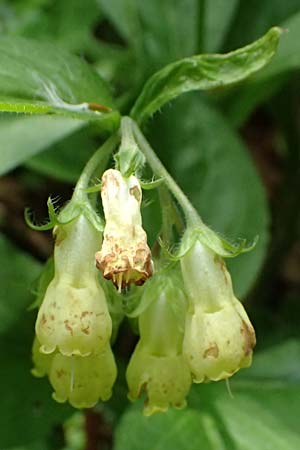 Symphytum tuberosum subsp. angustifolium \ Schmalbl&auml;ttriger Beinwell / Narrow-Leaved Comfrey, A Garanas 13.5.2025