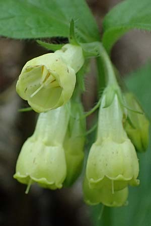Symphytum tuberosum subsp. angustifolium \ Schmalbl&auml;ttriger Beinwell / Narrow-Leaved Comfrey, A Garanas 13.5.2025