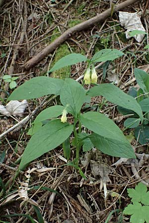 Symphytum tuberosum subsp. angustifolium \ Schmalbl&auml;ttriger Beinwell / Narrow-Leaved Comfrey, A Garanas 13.5.2025
