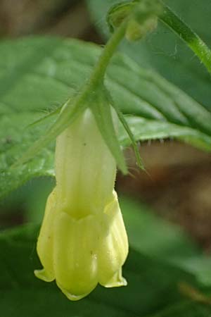 Symphytum tuberosum subsp. angustifolium \ Schmalbl&auml;ttriger Beinwell / Narrow-Leaved Comfrey, A Garanas 13.5.2025