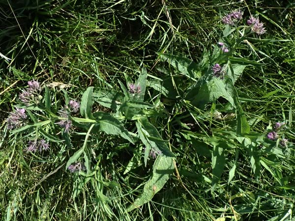 Symphytum tanaicense \ Sumpf-Beinwell / Sarmatian Comfrey, A Ziersdorf 12.6.2026