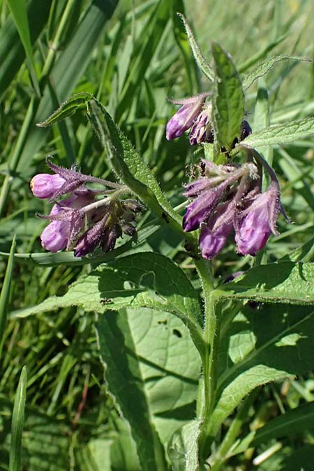 Symphytum tanaicense \ Sumpf-Beinwell / Sarmatian Comfrey, A Ziersdorf 12.6.2026
