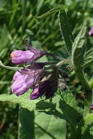 Symphytum tanaicense \ Sumpf-Beinwell / Sarmatian Comfrey, A Ziersdorf 12.6.2026