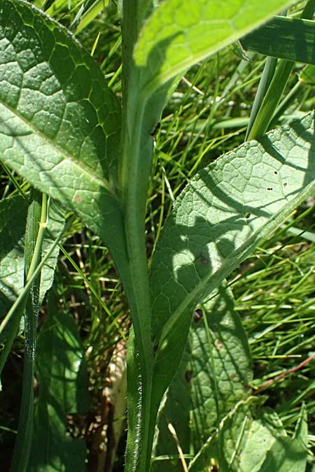 Symphytum tanaicense \ Sumpf-Beinwell / Sarmatian Comfrey, A Ziersdorf 12.6.2026