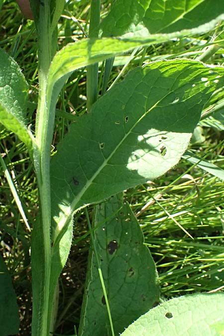 Symphytum tanaicense \ Sumpf-Beinwell / Sarmatian Comfrey, A Ziersdorf 12.6.2026