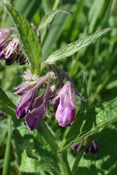 Symphytum tanaicense \ Sumpf-Beinwell / Sarmatian Comfrey, A Ziersdorf 12.6.2026
