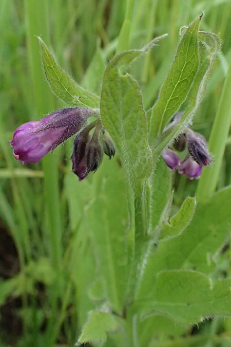 Symphytum tanaicense \ Sumpf-Beinwell / Sarmatian Comfrey, A G&ouml;llersdorf 12.6.2026