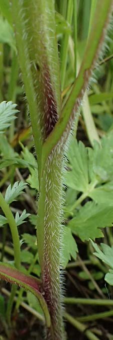 Symphytum tanaicense \ Sumpf-Beinwell / Sarmatian Comfrey, A G&ouml;llersdorf 12.6.2026