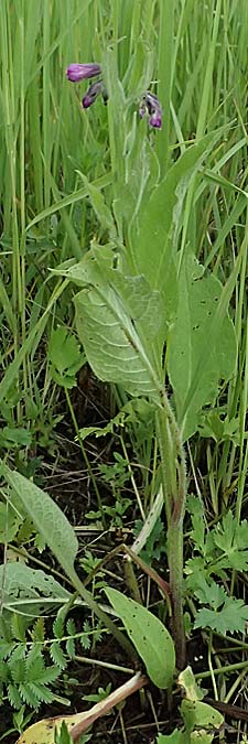 Symphytum tanaicense \ Sumpf-Beinwell / Sarmatian Comfrey, A G&ouml;llersdorf 12.6.2026