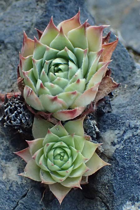 Sempervivum tectorum \ Dach-Hauswurz / Common House-Leek, A Lobendorf 14.8.2026