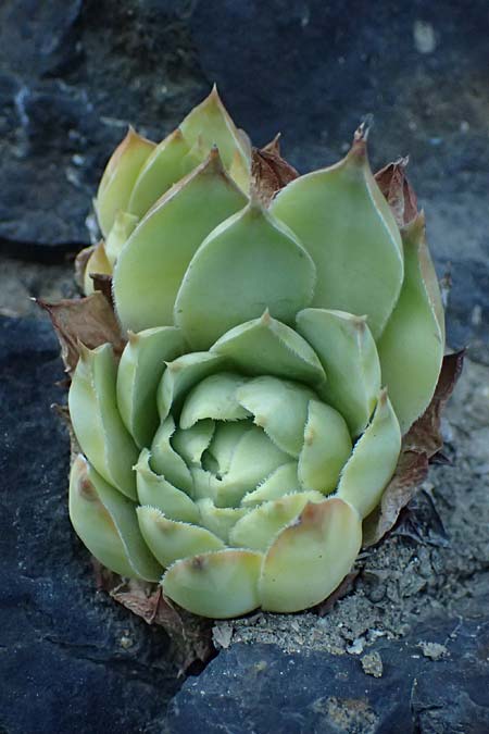 Sempervivum tectorum \ Dach-Hauswurz / Common House-Leek, A Lobendorf 14.8.2026