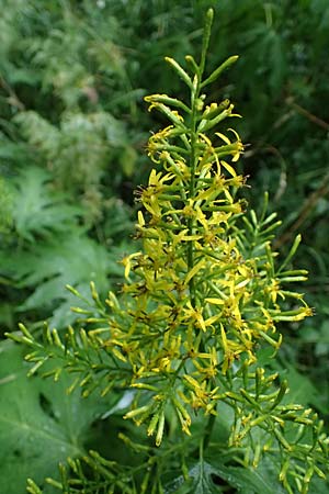 Sinacalia tangutica \ China-Greiskraut, Chinesischer Scheingoldkolben / Chinese Ragwort, A Frohnleiten 17.8.2026
