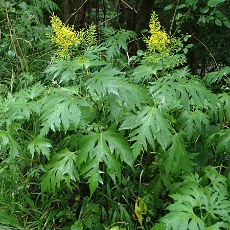 Sinacalia tangutica \ China-Greiskraut, Chinesischer Scheingoldkolben / Chinese Ragwort, A Frohnleiten 17.8.2026