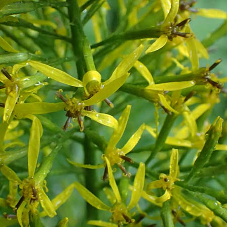 Sinacalia tangutica \ China-Greiskraut, Chinesischer Scheingoldkolben / Chinese Ragwort, A Frohnleiten 17.8.2026