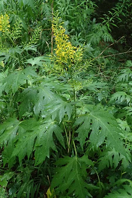 Sinacalia tangutica \ China-Greiskraut, Chinesischer Scheingoldkolben / Chinese Ragwort, A Frohnleiten 17.8.2026
