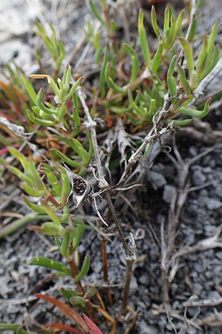 Suaeda pannonica \ Gro&szlig;-Salzmelde, Pannonische Sode / Pannonian Sea Blite, A Seewinkel, Apetlon 8.5.2022