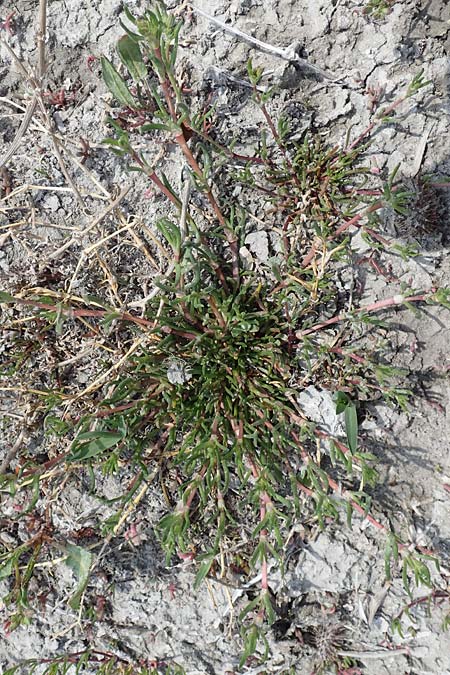 Suaeda pannonica \ Gro&szlig;-Salzmelde, Pannonische Sode / Pannonian Sea Blite, A Seewinkel, Apetlon 8.5.2022