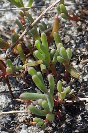 Suaeda pannonica \ Gro&szlig;-Salzmelde, Pannonische Sode / Pannonian Sea Blite, A Seewinkel, Podersdorf 9.5.2022