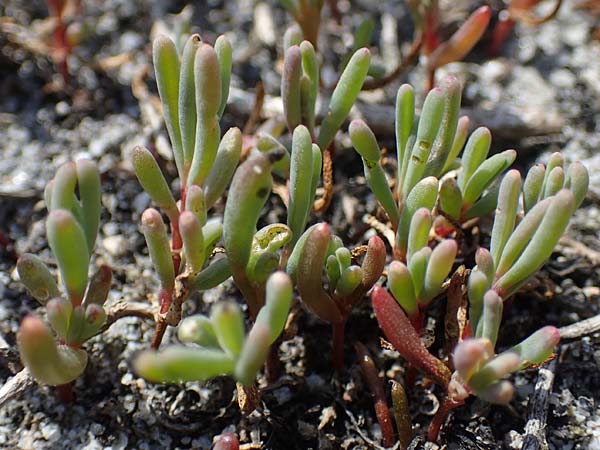 Suaeda pannonica \ Gro&szlig;-Salzmelde, Pannonische Sode / Pannonian Sea Blite, A Seewinkel, Podersdorf 9.5.2022