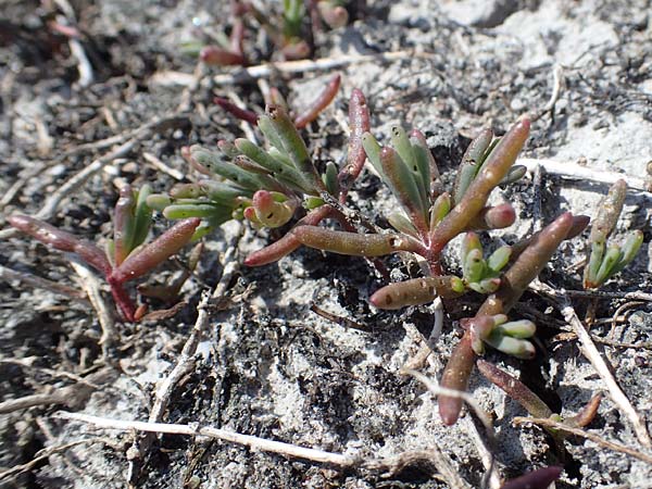 Salicornia perennans \ Queller / Glasswort, A Seewinkel, Podersdorf 9.5.2022