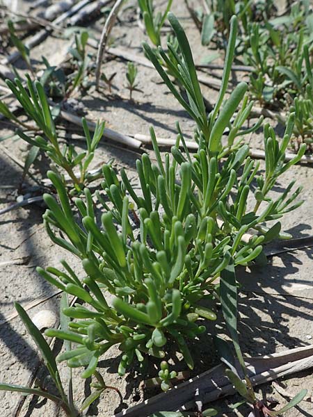 Suaeda pannonica \ Gro&szlig;-Salzmelde, Pannonische Sode / Pannonian Sea Blite, A Seewinkel, Illmitz 9.5.2022