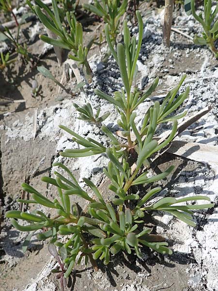 Suaeda pannonica \ Gro&szlig;-Salzmelde, Pannonische Sode / Pannonian Sea Blite, A Seewinkel, Illmitz 9.5.2022
