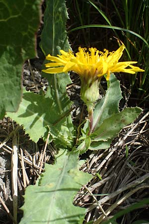 Sonchus arvensis subsp. uliginosus \ Drsenlose Acker-Gnsedistel / Glandless Field Sow-Thistle, A Mörbisch 11.5.2022