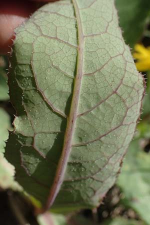 Sonchus arvensis subsp. uliginosus \ Drsenlose Acker-Gnsedistel / Glandless Field Sow-Thistle, A Mörbisch 11.5.2022