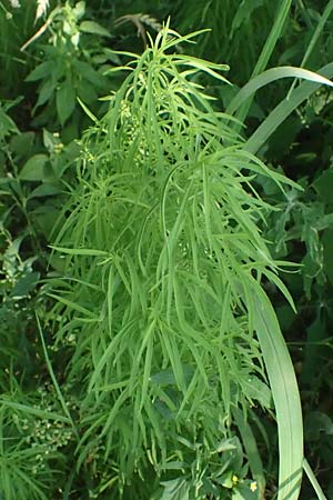 Bassia scoparia \ Besen-Radmelde, Sommerzypresse / Summer Cypress, A Weiden am Neusiedler See 11.7.2023
