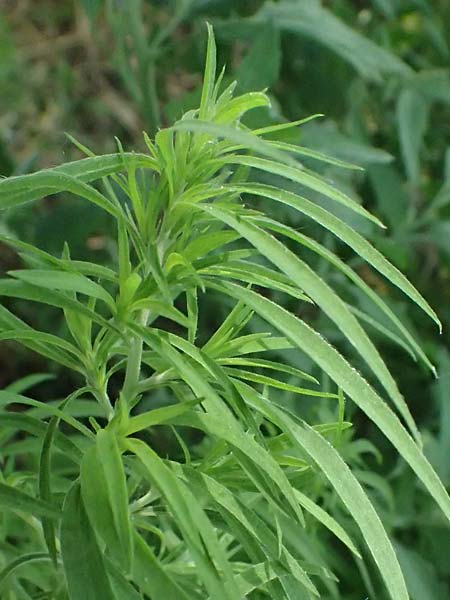 Bassia scoparia \ Besen-Radmelde, Sommerzypresse / Summer Cypress, A Weiden am Neusiedler See 11.7.2023