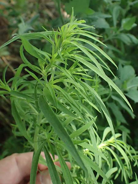 Bassia scoparia \ Besen-Radmelde, Sommerzypresse / Summer Cypress, A Weiden am Neusiedler See 11.7.2023
