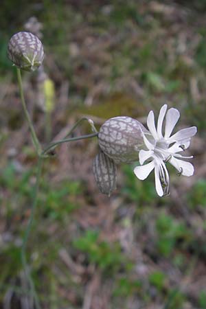 Silene vulgaris subsp. glareosa \ Kies-Leimkraut, Schutt-Taubenkropf / Alpine Bladder Campion, A Hahntennjoch 16.7.2010