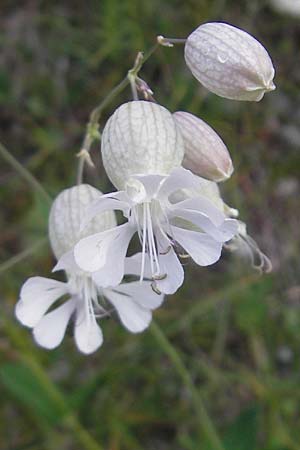 Silene vulgaris subsp. glareosa \ Kies-Leimkraut, Schutt-Taubenkropf / Alpine Bladder Campion, A Hahntennjoch 16.7.2010