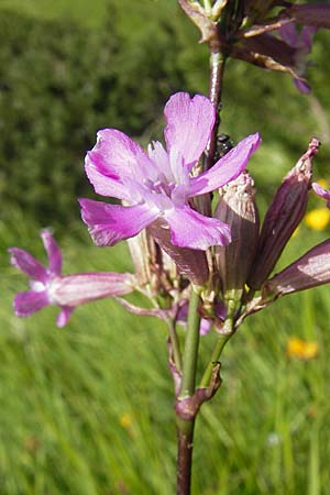 Silene viscaria \ Gewhnliche Pechnelke / Sticky Catchfly, A Malta - Tal / Valley 19.7.2010